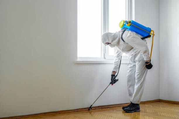 Best Flea Control Services  in Solana, FL