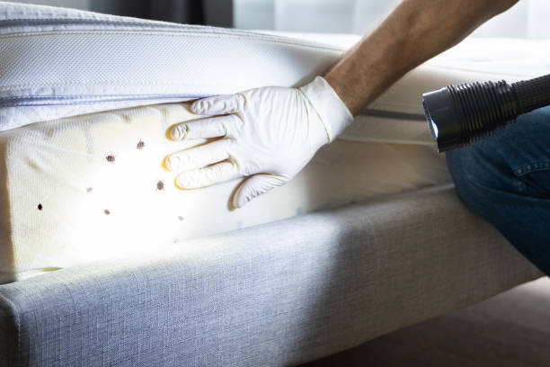 Best Termite Control Services  in Solana, FL